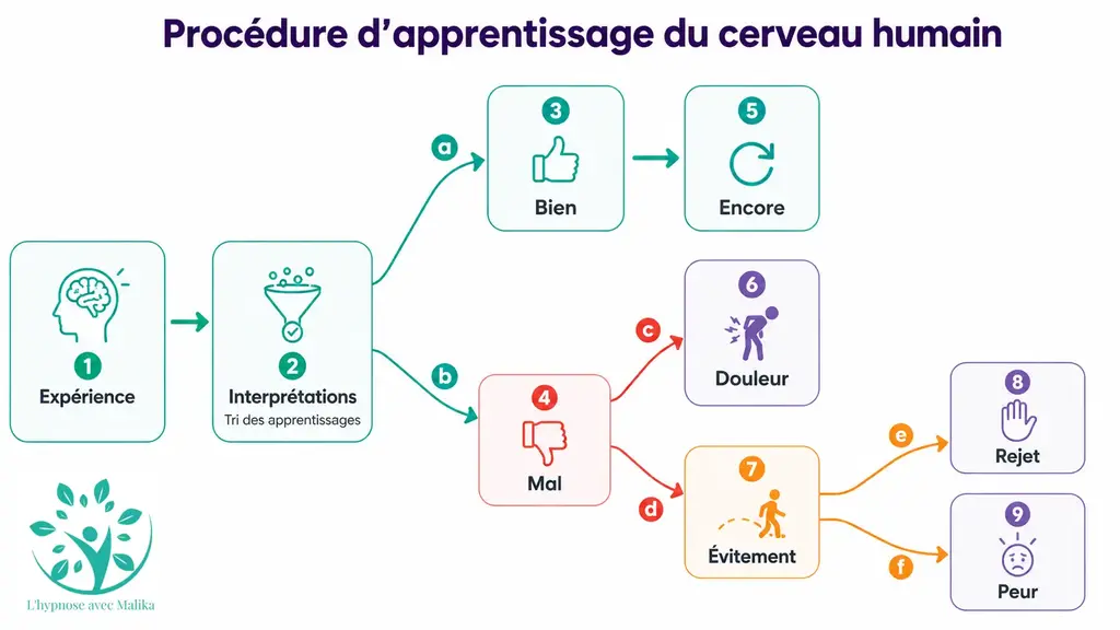Infographie : Procédure des apprentissages de l'être humain