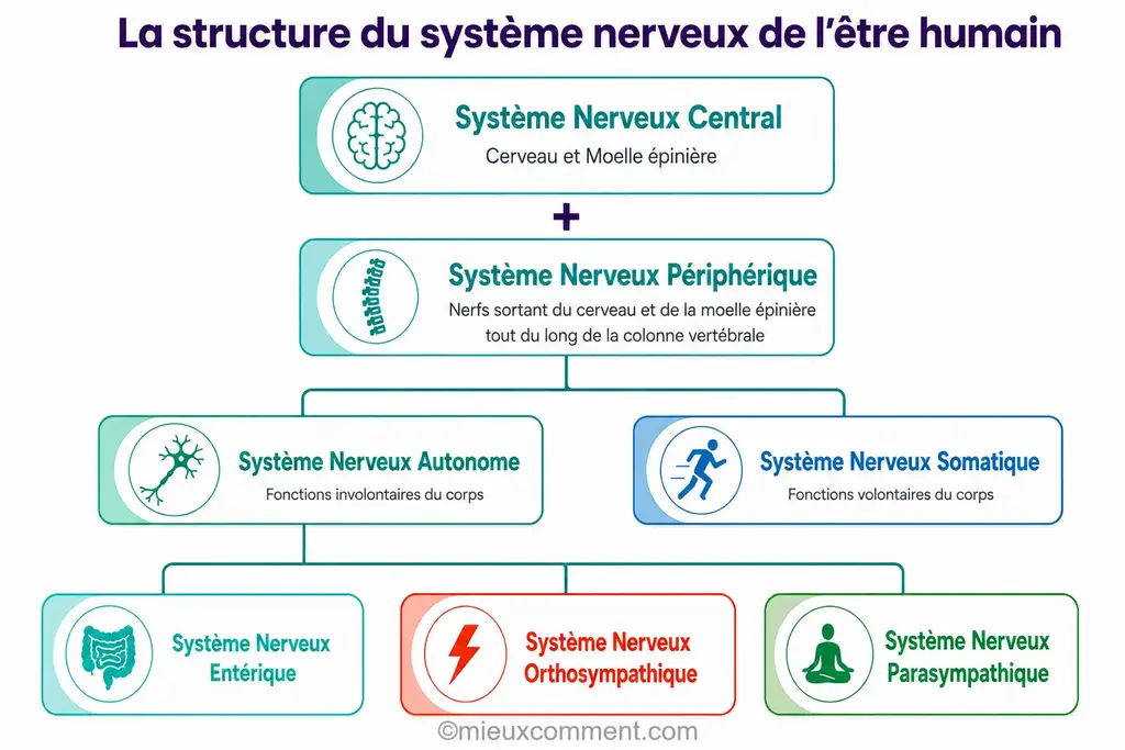 Infographie de l'ensemble de la structure nerveuse humaine